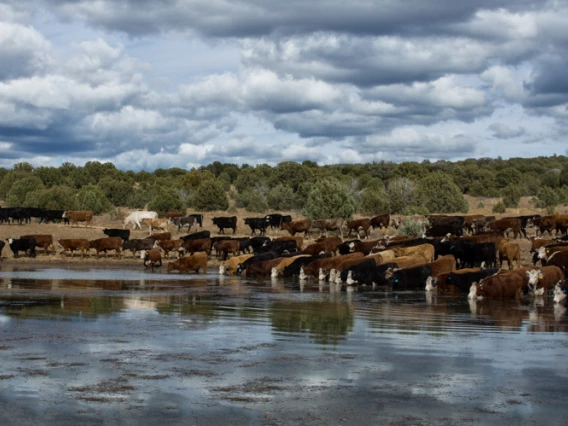 David Schafer - Gathered Clouds and Cows, Rimrock