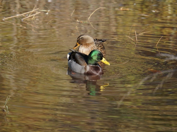 Kristen Mosler - Oak Creek Duck Pair, Sedona