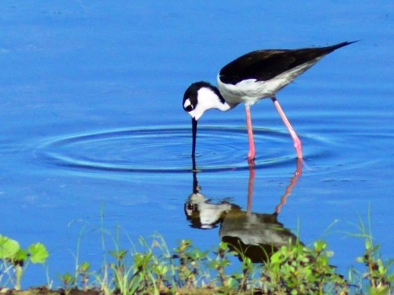 Doyle Wilson - Black Necked Stilt in Island WWP pond