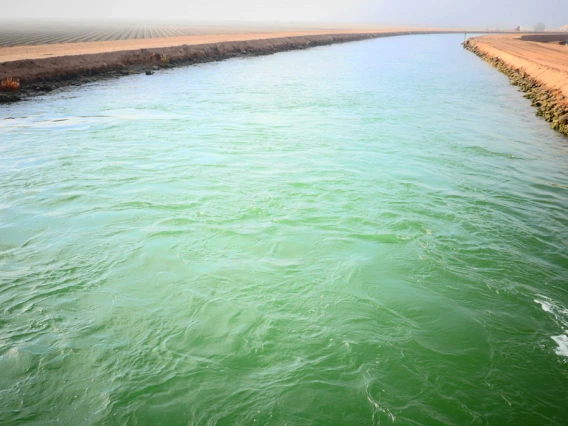 Rosa Bevington - Canal Fog - Yuma