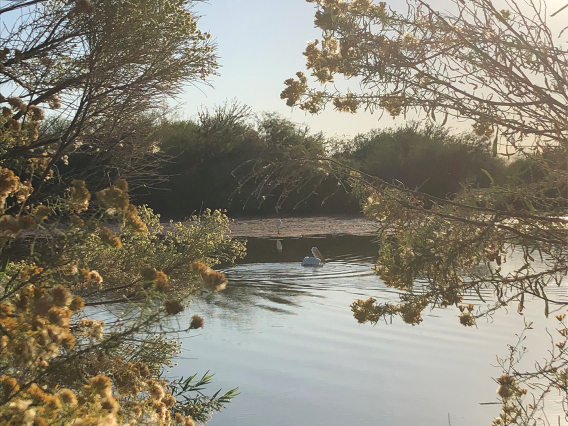 Jenell Biggs - Pelican at Riparian Preserve 2019 Arizona