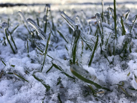 Noah Cannold - Popsicle Grass 2019 Pound Ridge New York