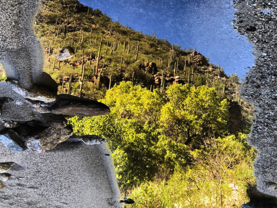 Talia Chorover - Reflection in Standing Water Adjacent to Sabino Creek