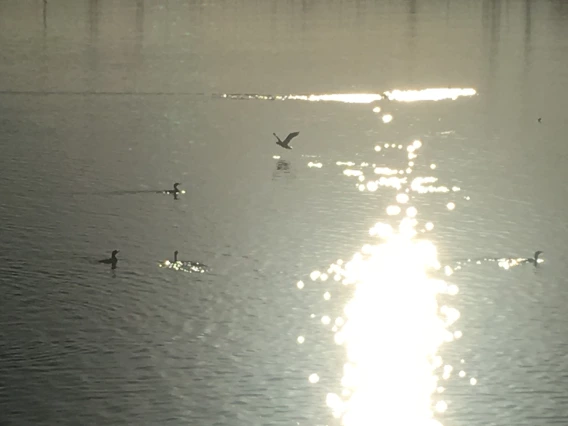 Tom Galeziewski - Taking Flight 2018 Tempe Town Lake