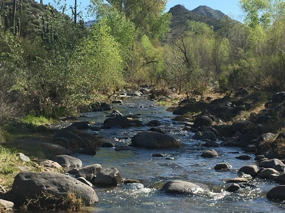 Tom Galeziewski - Desert Oasis 2019 Cave Creek