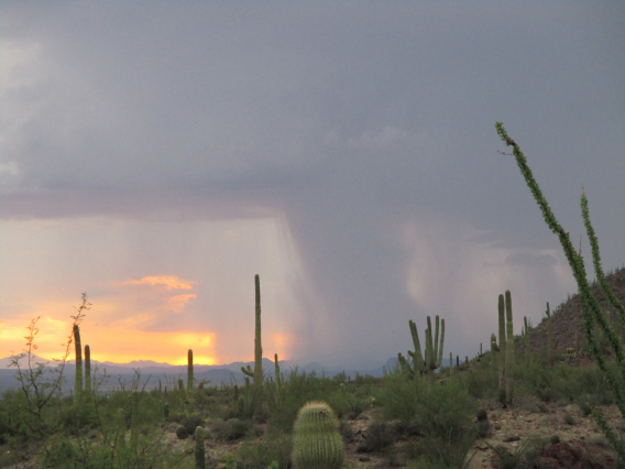 Ronald Holle - Desert Museum