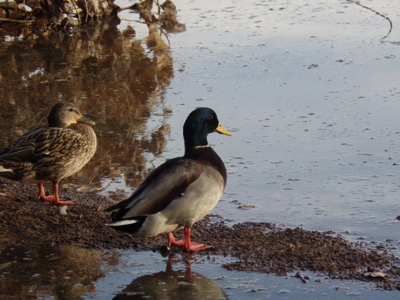 Donna Jennings - Ducks Shore Desert Gilbert Riparian Preserve Dec