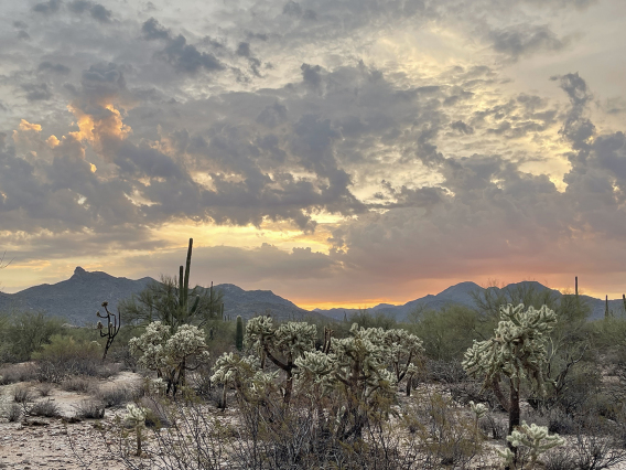 Mark Johnson - Tortolita Preserve Sunrise June 2021