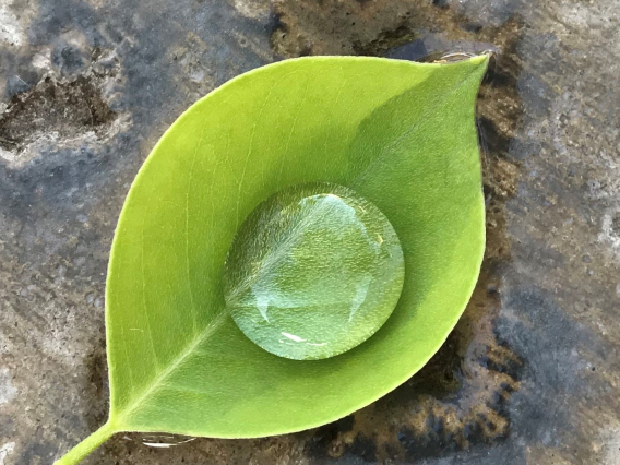 Dave Karasinski - Leaf Pool 2020 Mesa