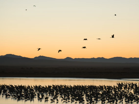 Koch Stephan-Cranes after sunset 2020 Wilcox