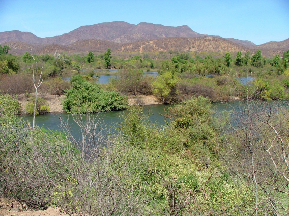 Pamela Nagle - Sonora Mexico Riparian Desert Ecosystem 2006 Rio Sahuaripa