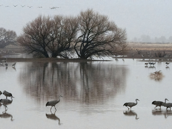 Malcolm Patten - Whitewater Draw Cranes 2018 McNeal