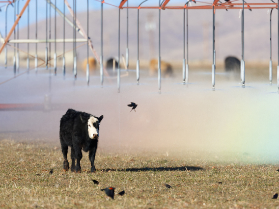 David Quanrud - Chasing a rainbow 2010 Sulphur Springs Valley AZ