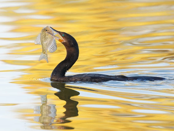 David Quanrud - Catch of the Day 2010 Silverbell Lake Tucson AZ