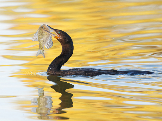 David Quanrud - Catch of the Day 2010 Silverbell Lake Tucson AZ