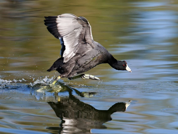 David Quanrud - Sprinting American Coot 2011 Sweetwater Wetlands Tucson AZ