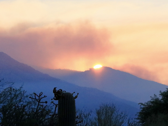 Roger Wolf - catalina mountains