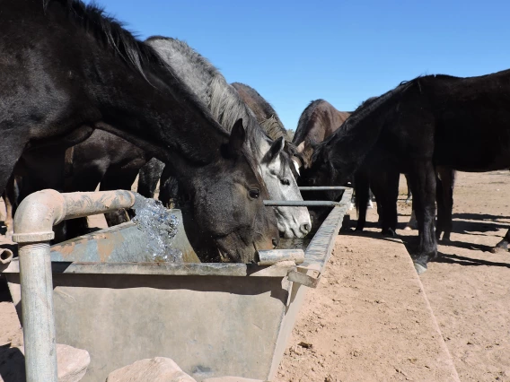 Jackie Rybin - Wild Horses 2021 Navajo Nation