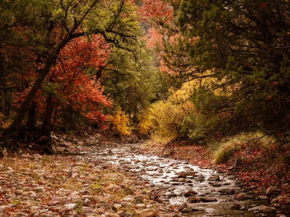 Sandy Shiloh - Cave Creek Canyon 2018 Portal