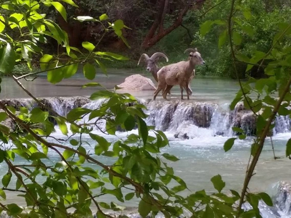 David Smith - bighorns 2017 Havasu Creek