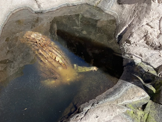 Richard Thaxton - Watery Grave 2021 Aravaipa Wilderness