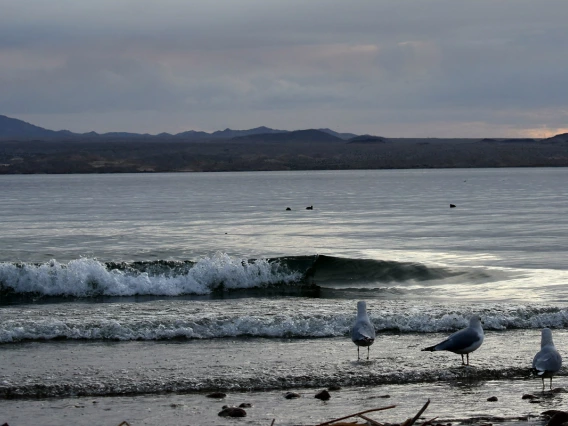 Thomas Unger - Seagulls on the beach 2018 Lake Havasu City Az