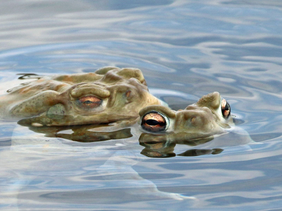 John Van Veldhuizen - Sonora Desert toad 2021-Historic Canoa Ranch