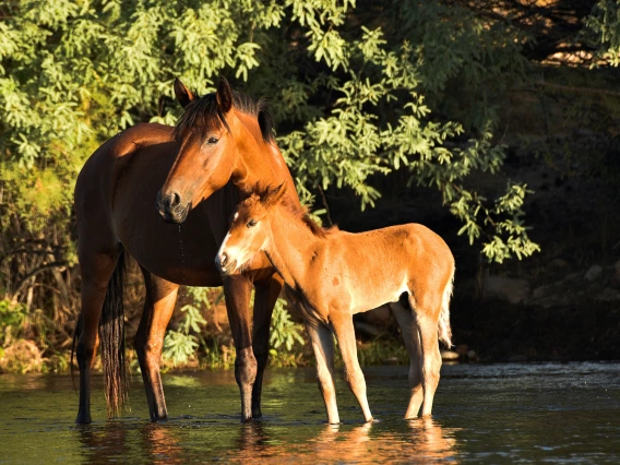 Lori Williams - A mothers love 2020 Salt River