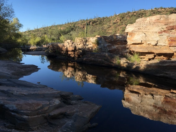 Tina Baker - Sabino Canyon Reflections - 2019