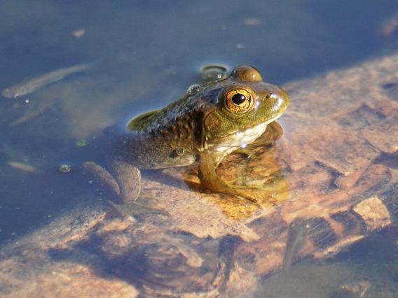 Paul Cook - Bullfrog Pond