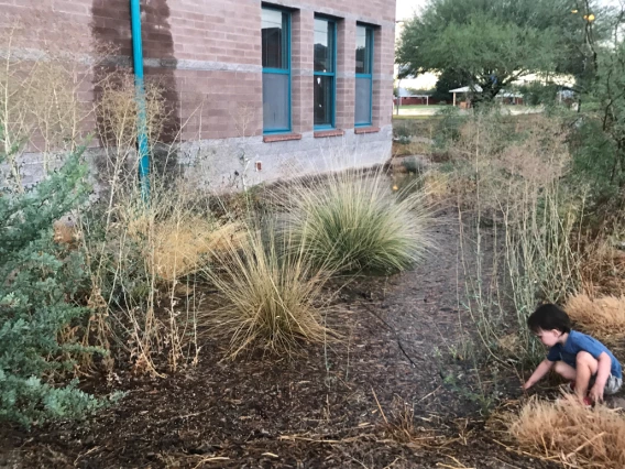 Eric Flewelling - Drachman Rain Garden - Tucson 2019