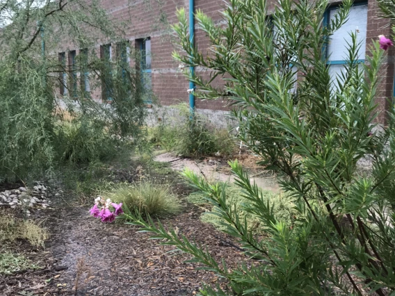 Eric Flewelling - Drachman rain garden - Tucson 2019