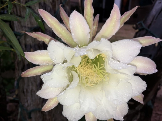 Terry Gallegos - Queen of the Night after the rain - Tucson 2019