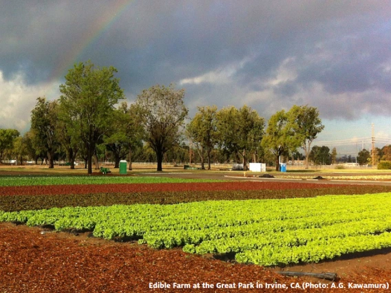 field with crops