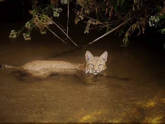 Jerry Webster - Bobcat in Santa Cruz -2019