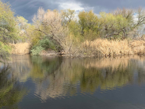 Sweetwater Wetlands. Photo: Sharon B. Megdal