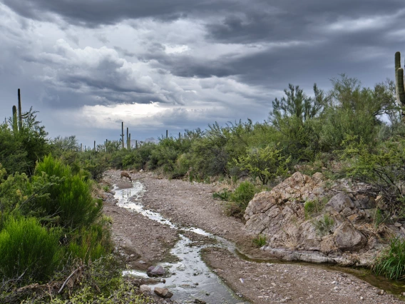 Robert Baker photo showing a deer drinking out of a stream after a monsoon has finsihed