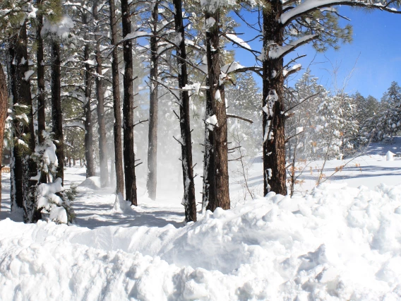 Annette Coffey photo showing snowfall on the pinetop golf course