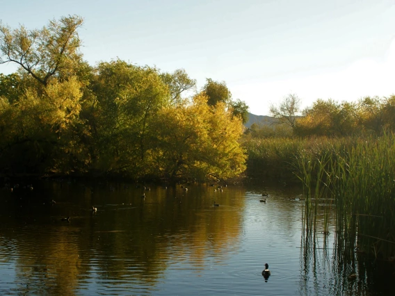 Amy Fee photo os Sweetwater Wetlands Refuge with a duck and reflection of trees in the water