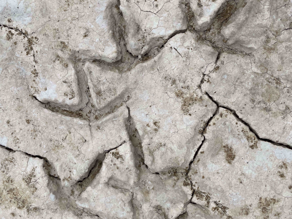 Gretchen Henderson photo of bird tracks in cracked mud