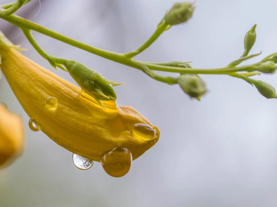 Liz Kemp photo of water dropet on a yellow flower