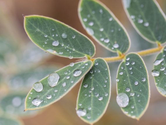 Liz Kemp photo of droplets on leaves in tucson arizona