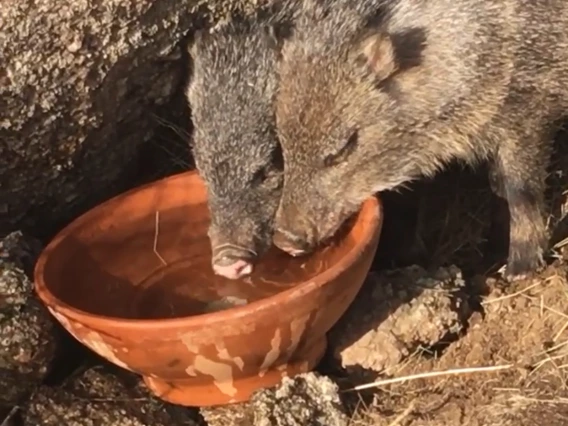 Donna Vetter photo showing two Javelinas drinkng from a bowl