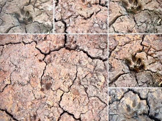 Donna Vetter photo showing animals paw prints in dry cracked earth