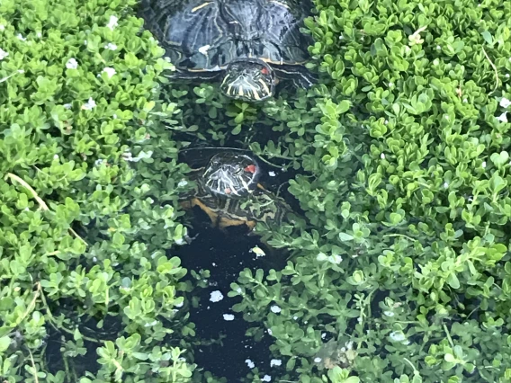 Jael Walker photo showing a turtle creating a path through some leafy green plants