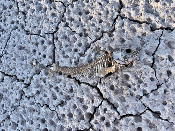 Oatman Farms - Sever Drought, Gila Bend, AZ