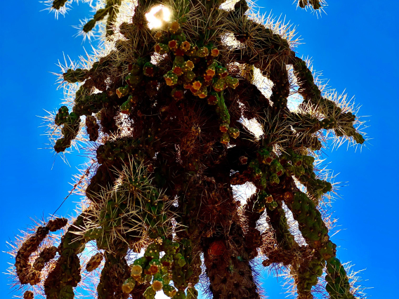 Noah Cannold - Monstrous Cactus, Tucson, AZ, 2023