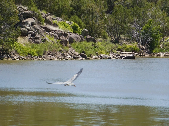 Amy Fee - Heron at Fools Hollow Lake, Show Low, AZ