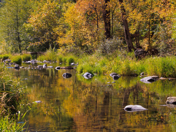 Kim Holmes - Fall Reflections on Oak Creek, Sedona, AZ, 2023