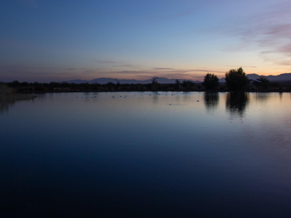 Kim Holmes - A Conoa Lake Morning, Green Valley, AZ, 2020